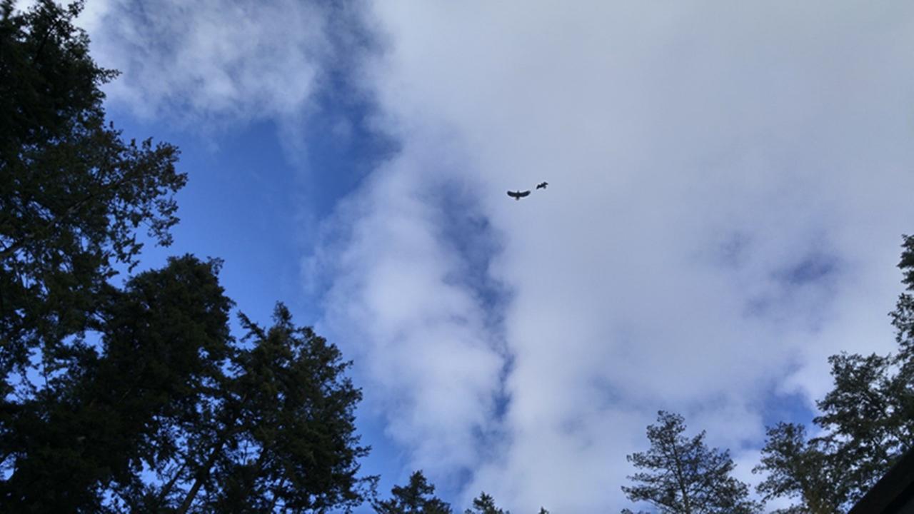 Sunshine Coast Treetop B&B Sechelt Εξωτερικό φωτογραφία