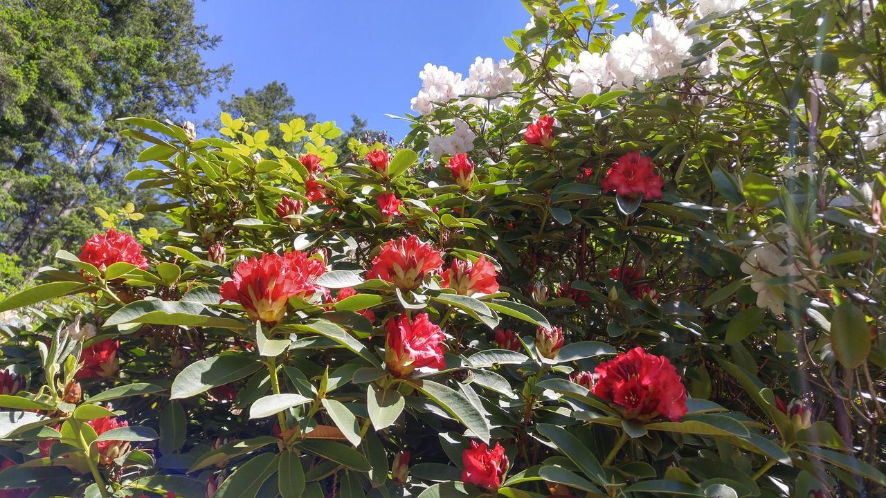 Sunshine Coast Treetop B&B Sechelt Εξωτερικό φωτογραφία